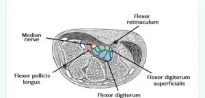 anatomy of the carpal tunnel